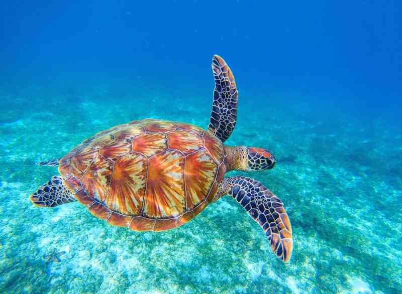 sea turtle - reptiles with detailed facts including diet, lifespan, weight and habitat information